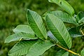 * Nomination Psidium guajava leaves --PumpkinSky 12:11, 1 July 2017 (UTC) * Promotion Good quality. --Basotxerri 12:18, 2 July 2017 (UTC)