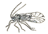 Psocoptera ikona.png