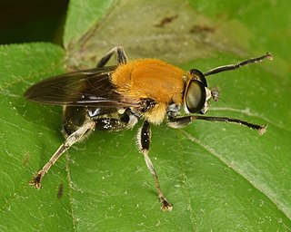 <i>Pterallastes thoracicus</i> Species of fly