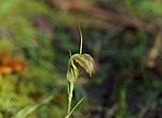 Thumbnail for Pterostylis grandiflora