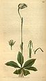 Pterostylis nutans