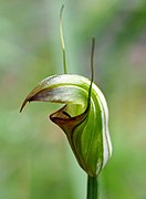 Pterostylis torquata