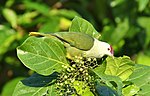 Thumbnail for Kosrae fruit dove