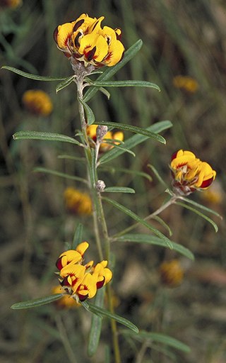 <i>Pultenaea rosmarinifolia</i> Species of legume