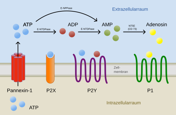 File:Purinergic signalling de.svg