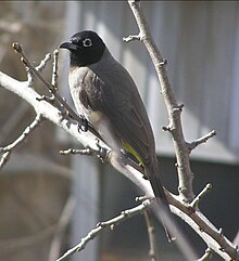 White-spectacled or yellow-vented bulbul, a common and familiar bird of parks and gardens. Pycontus xanthopygos.jpg