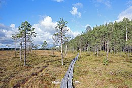 Parc national de Pyhä-Häkki 5.jpg