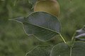 * Nomination Pyrus pyrifolia Raja leaf --PumpkinSky 00:07, 21 July 2017 (UTC) * Promotion Good quality. --Vengolis 01:58, 21 July 2017 (UTC)