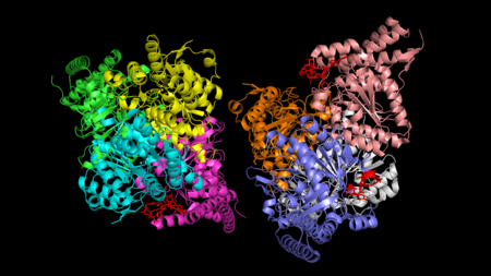 Piruvat dehidrogenase kinase