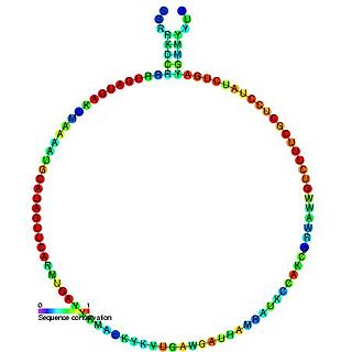 Small nucleolar RNA snR60/Z15/Z230/Z193/J17