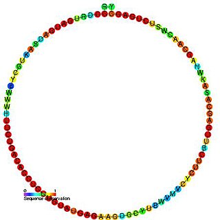 <span class="mw-page-title-main">Small nucleolar RNA snoR1</span>