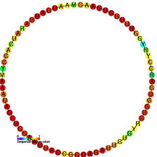 Small nucleolar RNA SNORD65