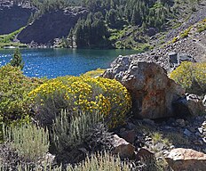 Rabbitbrush (Chrysothamnus_viscidiflorus) bush by lakeshore