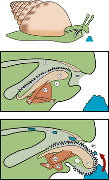 C'est quoi ça ? 220px-Radula_diagram3