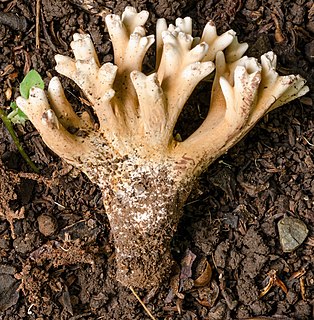 <i>Ramaria capitata</i> Species of fungus