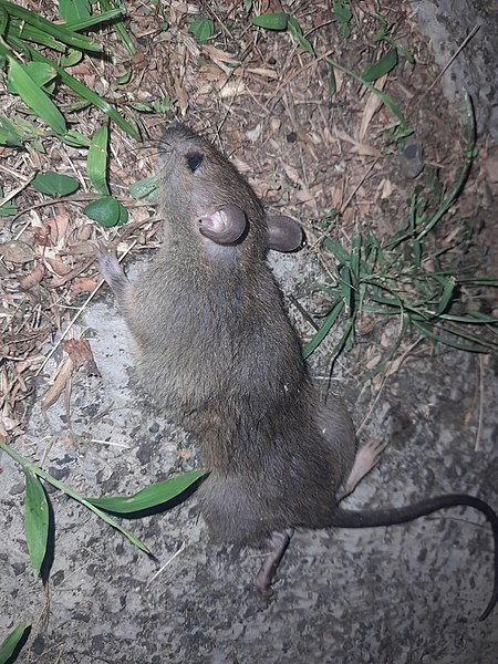 File:Rattus Hoffmanni.jpg