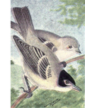 Thumbnail for File:Read-black-capped-vireo.png