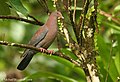 Red-billed Pigeon (2780742453).jpg