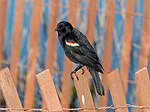 Thumbnail for File:Red-winged blackbird (63463).jpg