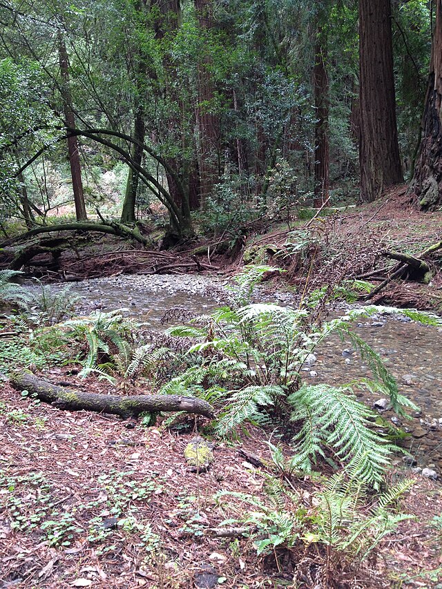 File:RedWoodCreek.JPG