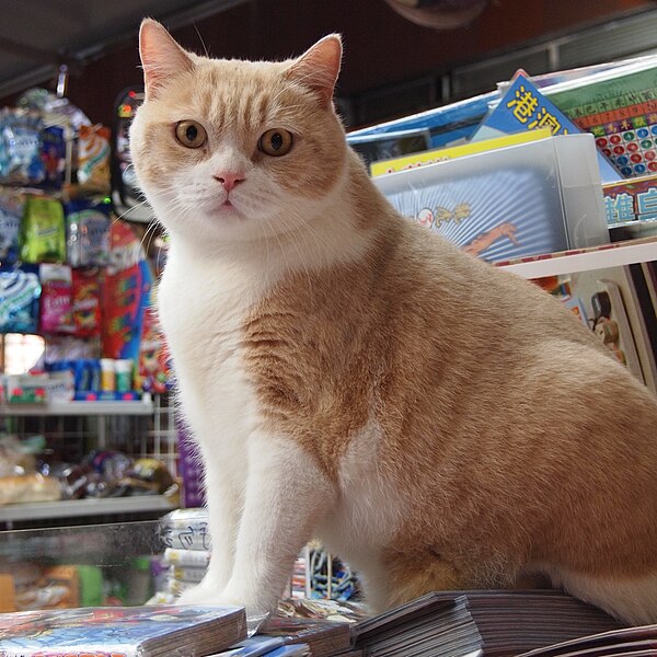 File:Red tabby and white cat 2012 (cropped).jpg