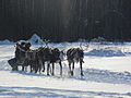 Reindeers pulling a sleigh