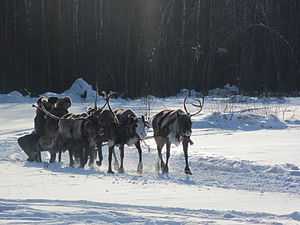 Reindeer