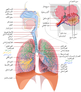 Respiratory system complete ar.svg