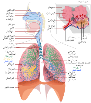 300px-Respiratory_system_complete_ar.svg.png