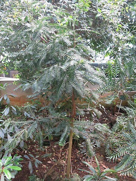 File:Retrophyllum minus (Jardin des Plantes de Paris) 1.jpg