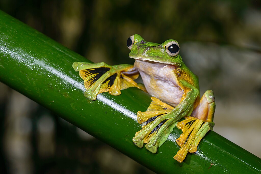 Rhacophorus nigropalmatus.jpg