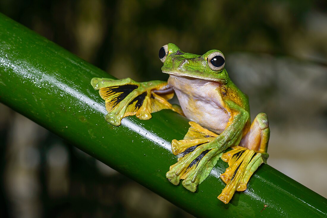 Katak-terbang wallace