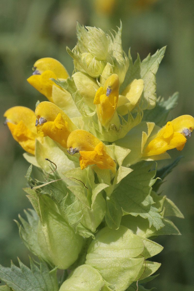 Rhinanthus angustifolius