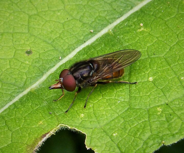 File:Rhingia campestris (39576624051).jpg