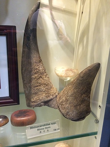 File:Rhino Horn Seized by the Hong Kong Government - Hong Kong’s Agriculture, Fisheries and Conservation Department Visitor Center (37610620066).jpg