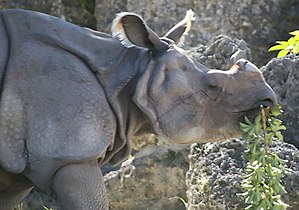 Rinoceront De L'índia