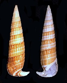 Rhinoclavis fasciata001.jpg