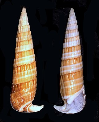 <i>Rhinoclavis fasciata</i> Species of gastropod