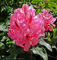 Rhododendron 'Furnivals daughter'