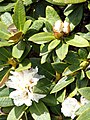 Rhododendron aganniphum var. aganniphum - University of Copenhagen Botanical Garden - DSC07610.JPG