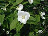 Rhodotypos-scandens.JPG