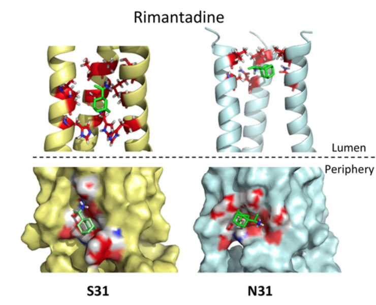File:Rimantadine S31N Mutation Binding.png
