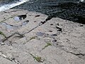 Rock-cut basins, Aysgarth Falls on the River Ure.JPG