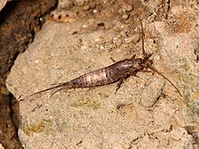 Rock bristletail.JPG 