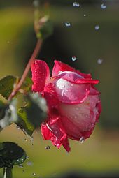 Rose with water drops in sun light, taken with a Nocticron 42.5 mm with F-number 1.2, with ISO speed 200 and with an exposure time of 1/8000  second (equates to a exposure value of 12.5)