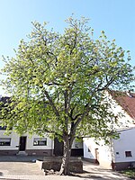Horse chestnut in Steinbach