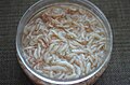 Saeujeot (fermented shrimp) jeotgal (Caridea).jpg