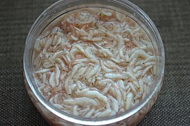 Saeujeot (fermented shrimp) jeotgal (Caridea).jpg