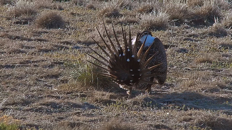 File:Sage Grouse in Lek (17307819916).jpg