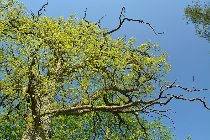 File:Salla mõisa park.jpg